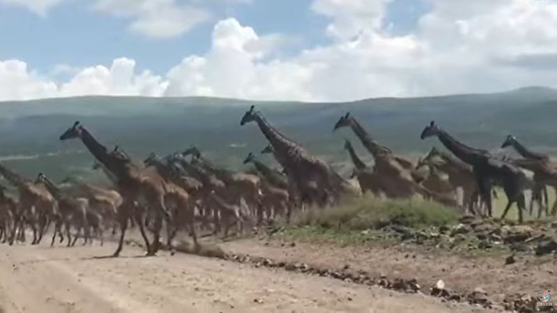 圧巻の光景！！キリンの群れが道路を横切る映像！