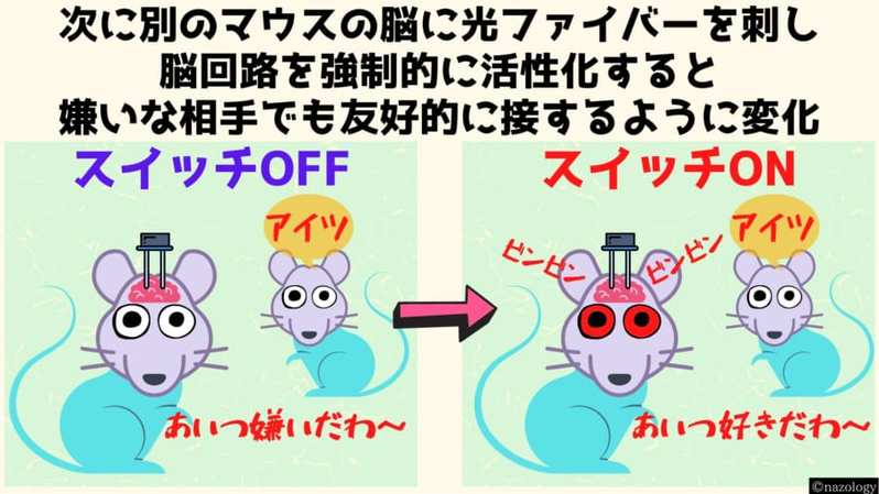 マウスの脳に光ファイバーを刺し込んで友達を変更することに成功！