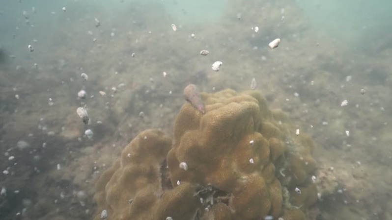 軽石の海を潜るとそこには暗闇と謎の生物が 〜沖縄本島北部の軽石状況レポート〜