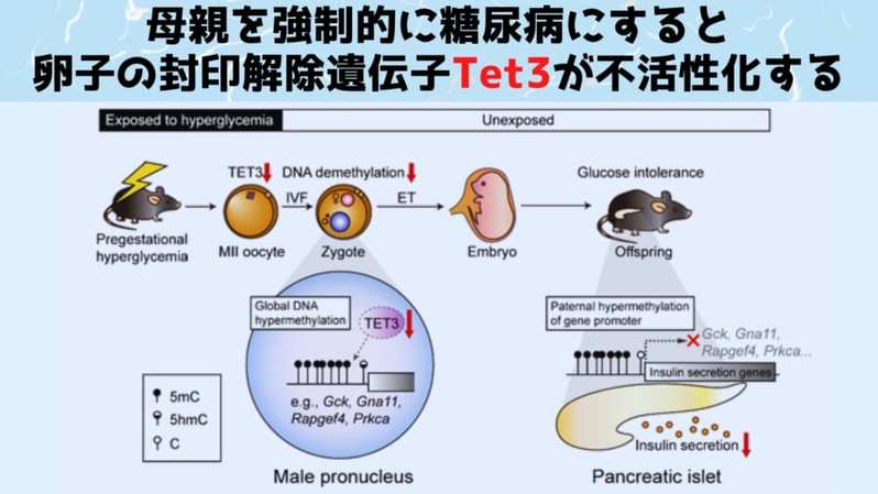親の病気体験が子に遺伝すると判明！　親マウスの糖尿病が子に遺伝した！