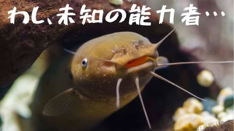 デンキナマズは外部からの高電圧に強い耐性を持つと判明