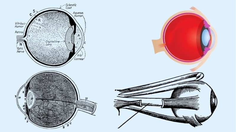 100年以上ナゾだった「眼の水晶体が透明になる仕組み」を解明！　溶かされるミトコンドリア
