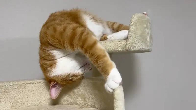 猫の謎の行動に飼い主も困惑　「何がしたいの？」