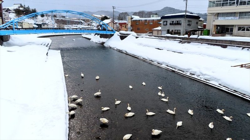 白鳥の雪遊び？雪にズボっと顔を突っ込んでいる姿が目撃される！！「鳥もやりたくなるとは」「かわいいですね～癒し～！」