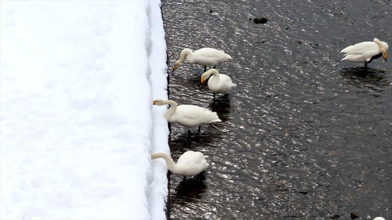 白鳥の雪遊び？雪にズボっと顔を突っ込んでいる姿が目撃される！！「鳥もやりたくなるとは」「かわいいですね～癒し～！」