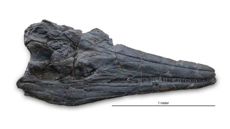 全長約18メートル、新種魚竜の化石を発見！