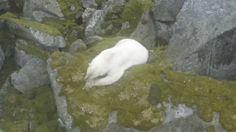 ホッキョクグマって雪や海がない場所でも生きていけるの？！ホッキョクグマが夏を過ごしていたのは、なんと辺り一面『灰色だらけの岩場』でした