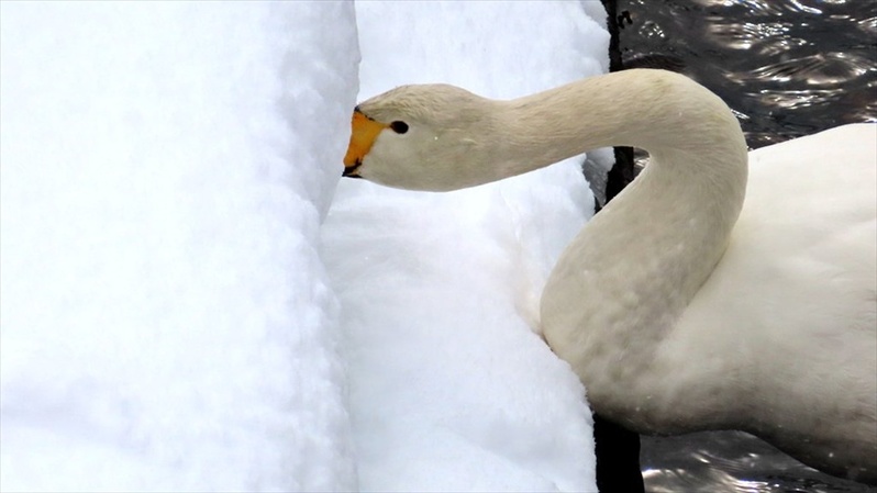 白鳥の雪遊び？雪にズボっと顔を突っ込んでいる姿が目撃される！！「鳥もやりたくなるとは」「かわいいですね～癒し～！」