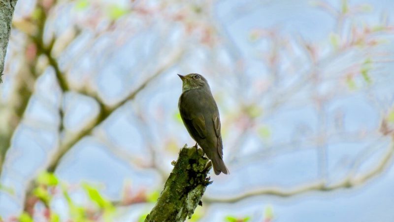 【読めたらスゴイ！】「不如帰」とは一体何のこと！？特徴的な鳴き声をした鳥のことですが・・・この漢字を読めますか？