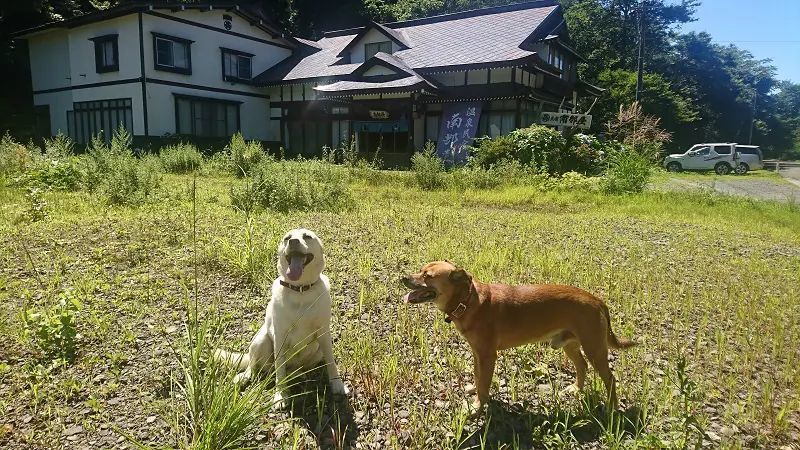 「帰っちゃった……」　お客さんを見送る看板犬の後ろ姿が切なすぎる