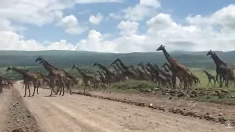 圧巻の光景！！キリンの群れが道路を横切る映像！