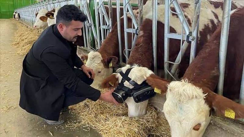 トルコの酪農家が「ウシにVRを装着」して1頭あたりミルク５Lの増産に成功