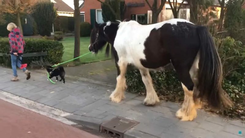 犬が馬を散歩させている？おさんぽ中の犬はリードをくわえ、おとなしい馬を先導中！！