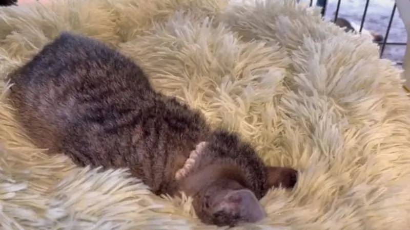 子猫が「ごめん寝」をするまで　独特な寝姿に「癖凄い」「息できてるの？」の声