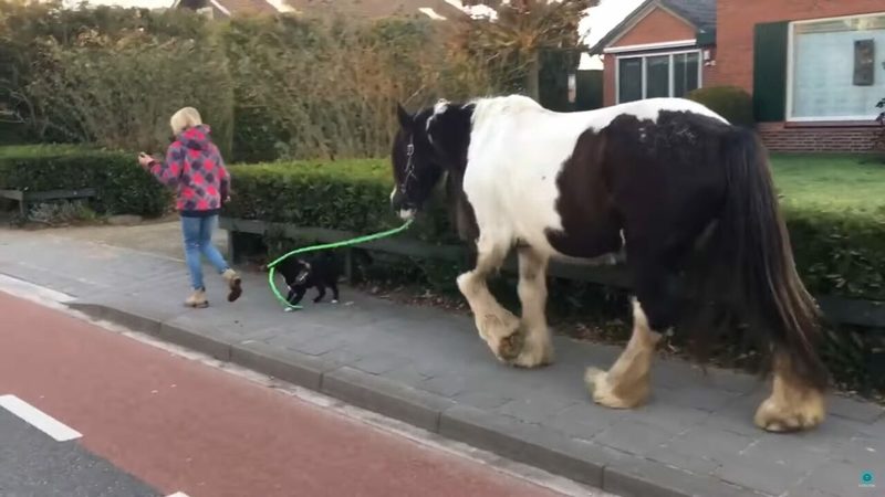 犬が馬を散歩させている？おさんぽ中の犬はリードをくわえ、おとなしい馬を先導中！！