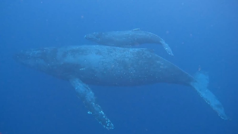 ザトウクジラの個体数は増えている?減っている? ホエールウォッチング・スイムの与える影響とは