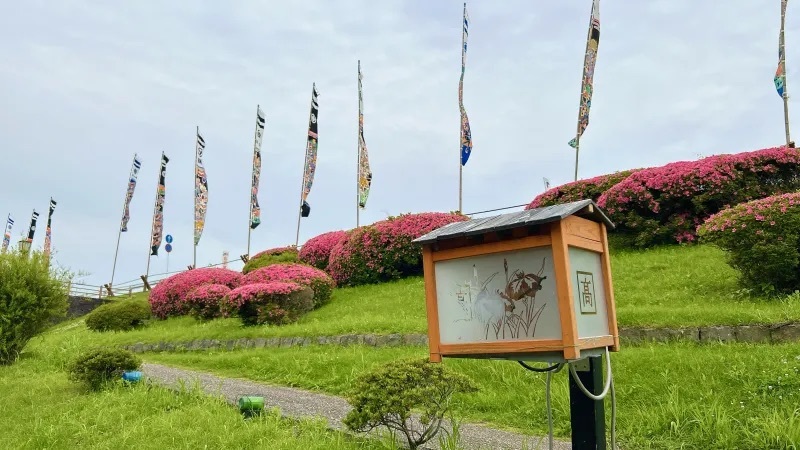 【熊本・玉名市】花しょうぶまつりと高瀬裏川界隈を散策して初夏を満喫してきたよ。