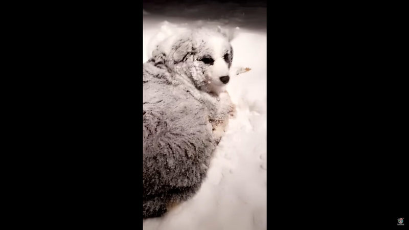 このオーストラリアン・シェパード、雪が大好き過ぎる！！ブリザードが襲ってきたのでお家に戻そうとしたら・・むしろ外に向かっていきます！！