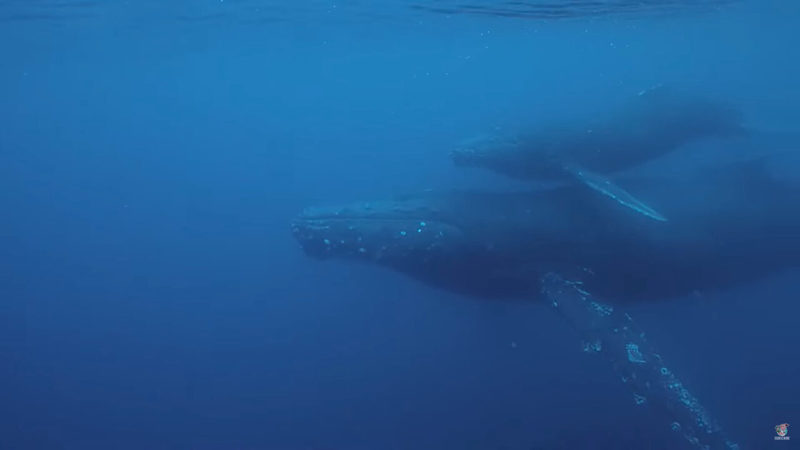 寄り添うようにして泳ぐザトウクジラの親子。その姿は子供が泳ぎ方を教わっている最中のようです