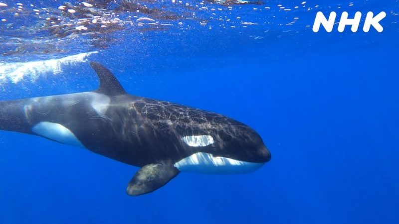 海の王者“シャチ”が地球最大の“シロナガスクジラ”を捕食する、世界初の報告