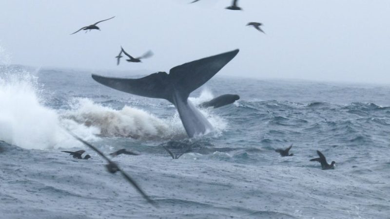 海の王者“シャチ”が地球最大の“シロナガスクジラ”を捕食する、世界初の報告