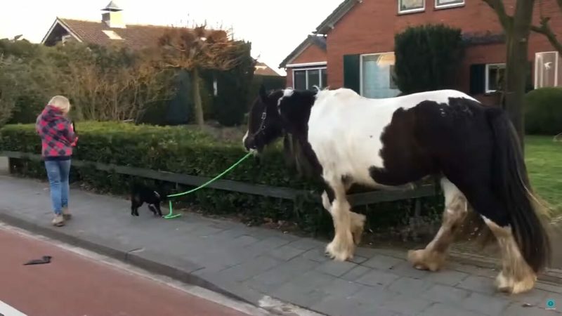 犬が馬を散歩させている？おさんぽ中の犬はリードをくわえ、おとなしい馬を先導中！！