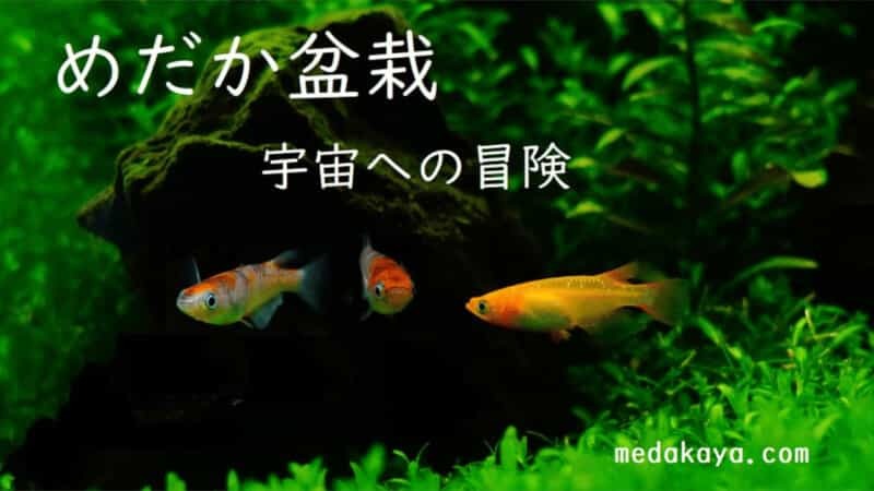 “めだか盆栽”が宇宙へ?!『めだかやドットコム』がクラファン開始!