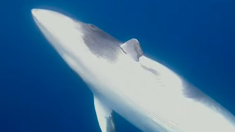 ダイバーのすぐ横までミンククジラがやってきた！！巨体のクジラが海中を泳ぐ姿はまさに圧巻！！