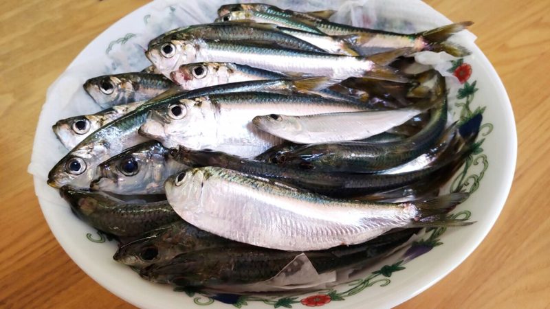 【読めたらスゴイ！】「拶双魚」とは一体何のこと！？岡山県では郷土料理として親しまれている魚ですが・・・この漢字を読めますか？