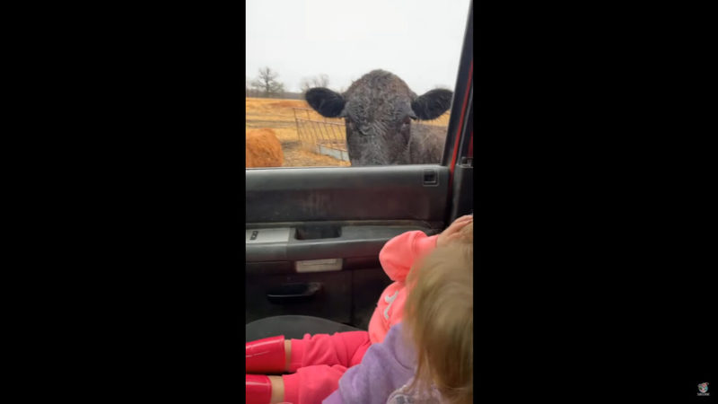 女の子たちはパパと農場にいる牛の様子を見に来たのですが・・、牛の大きな姿にビックリしたようで・・・