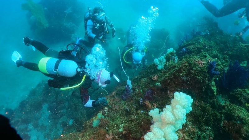 “海藻ダイビング”ってナニ!? 海藻づくしの1日を編集部・セリーナがレポート＠東伊豆