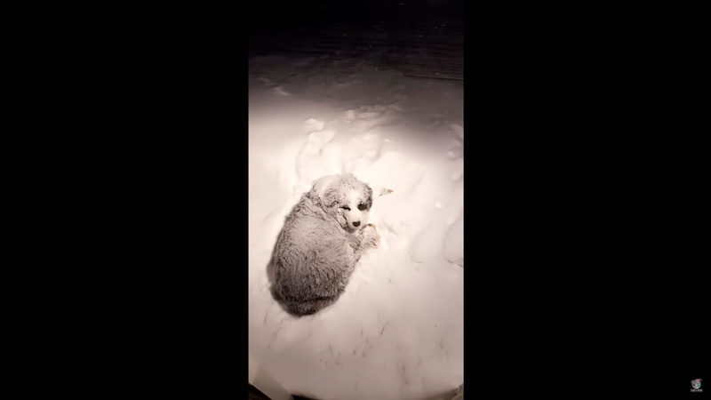 このオーストラリアン・シェパード、雪が大好き過ぎる！！ブリザードが襲ってきたのでお家に戻そうとしたら・・むしろ外に向かっていきます！！