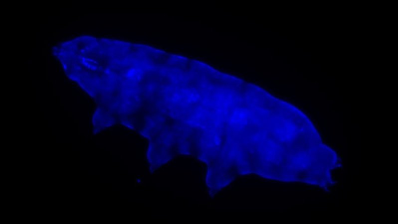 地球最強生物「クマムシ」は、”紫外線を青い光に変換して身体を防御する”と判明