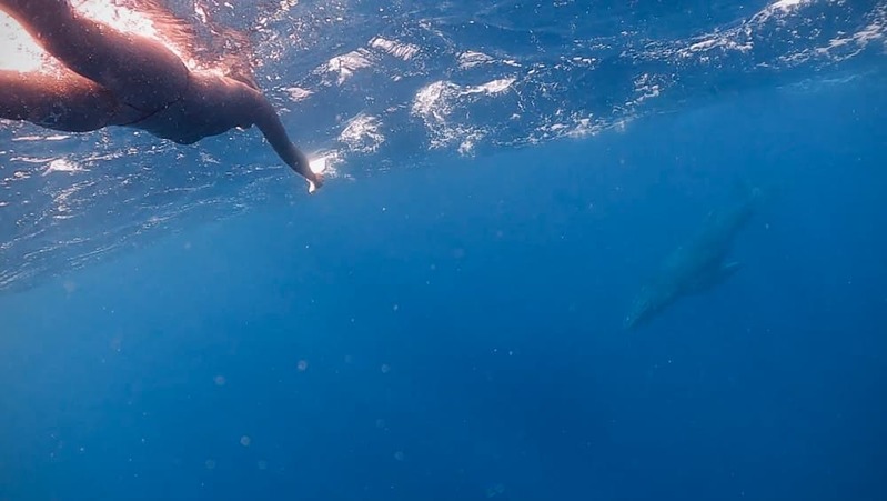 [連載]フリーダイバー福田朋夏連載開始！ 親子クジラと出会った日のこと