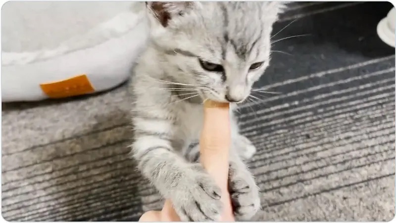 「隠さないで～！」　飼い主に怒る子猫にキュン死