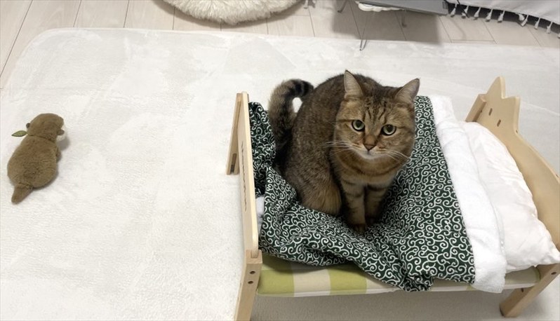 ネコのベッドにぬいぐるみを置いてあげたら・・。四コマ写真にまさかのオチが!!「一コマ目と四コマ目の目付きが違う」