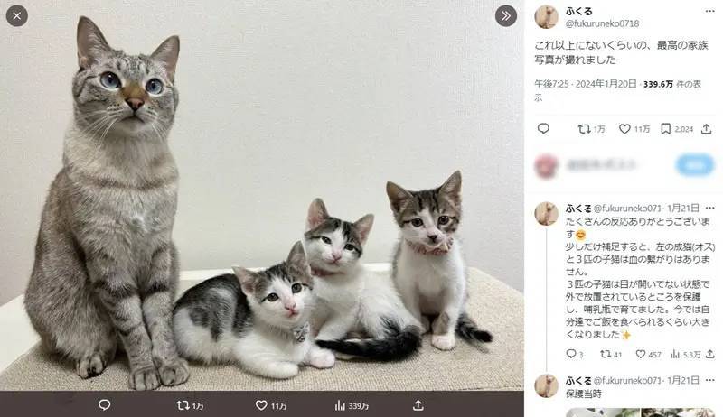 飼い主の愛が育んだ幸せな猫きょうだい　絆で結ばれた家族写真が話題