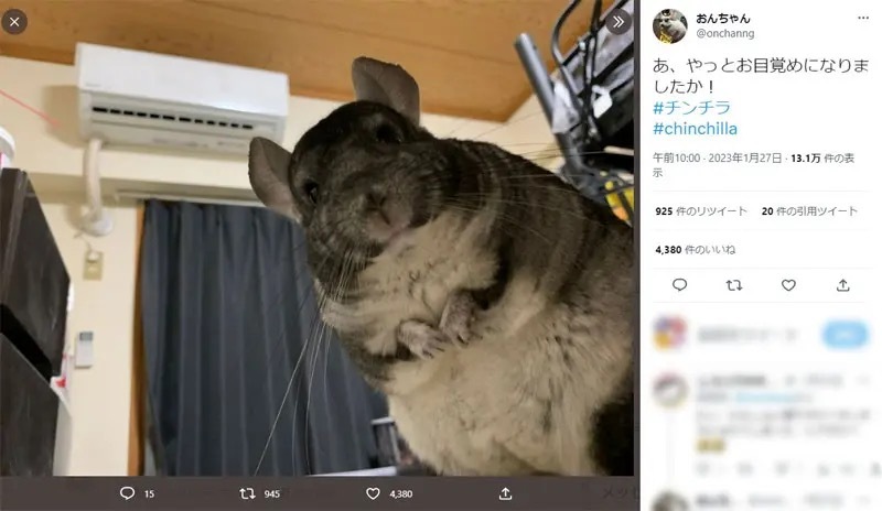 あ、やっとお目覚めになりましたか！　寝ているところをのぞき込むチンチラ→飼い主視点の写真に想像はかどる