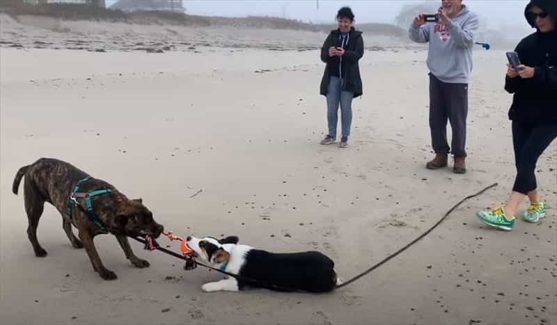 犬たちが繰り広げたオモチャをめぐる、一歩も譲らない戦い！どれだけ引きずられてもはなさない執念には脱帽です！！