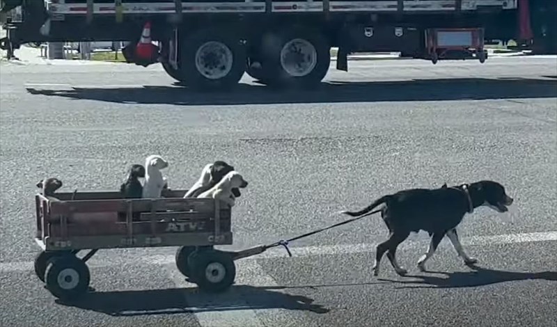 まるで物語のワンシーンみたい！横断歩道を渡る犬がひくキャリーワゴンに乗っていたのは、なんと〇〇たちだったのです！！