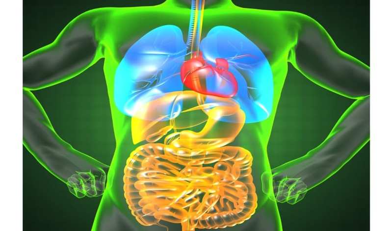 「放射線に強い人体」の原因物質が判明　特殊な腸内細菌バランス