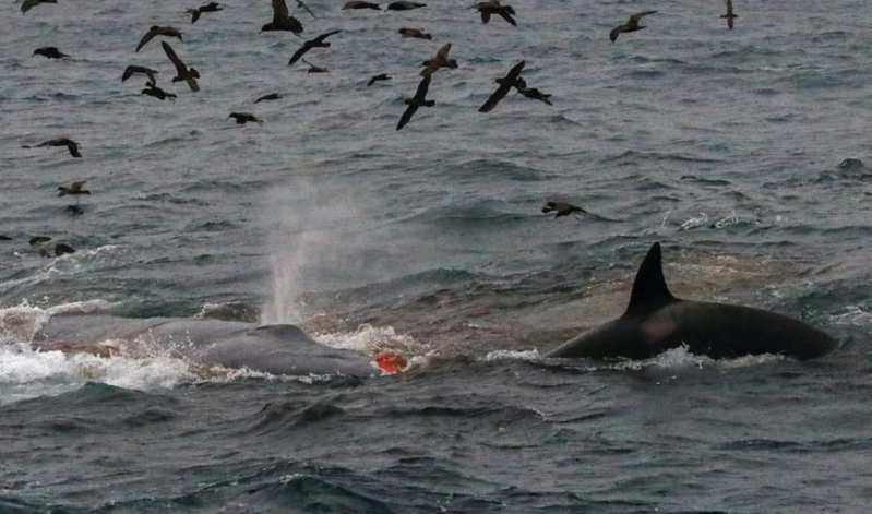 シャチがロープに絡んだクジラを助ける瞬間が目撃される