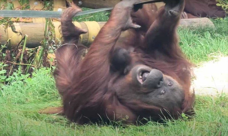 2頭の赤ちゃんを腕に抱えながら、スイスイとクライミングを楽しむオランウータンの母親がパワフルで凄い！