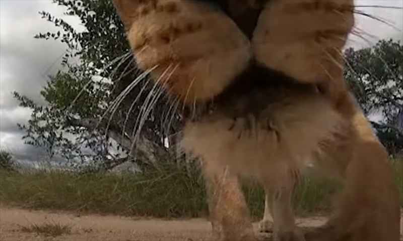 【仰天映像】地面に置かれたカメラ。そこに好奇心旺盛なライオンが近寄ってきて・・・、この後カメラをどうした？？