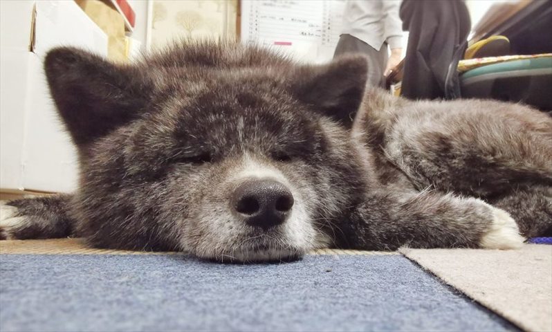 ぺったりしている秋田犬たちがかわいすぎると話題に！「一緒にぺったりしたいです」「最高の癒やし」