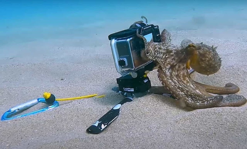 海底に置かれたカメラ。これが気に入ったのか、タコが「これは自分のものだ！」とばかりにギュッとカメラのことを抱きしめてしまいました！！