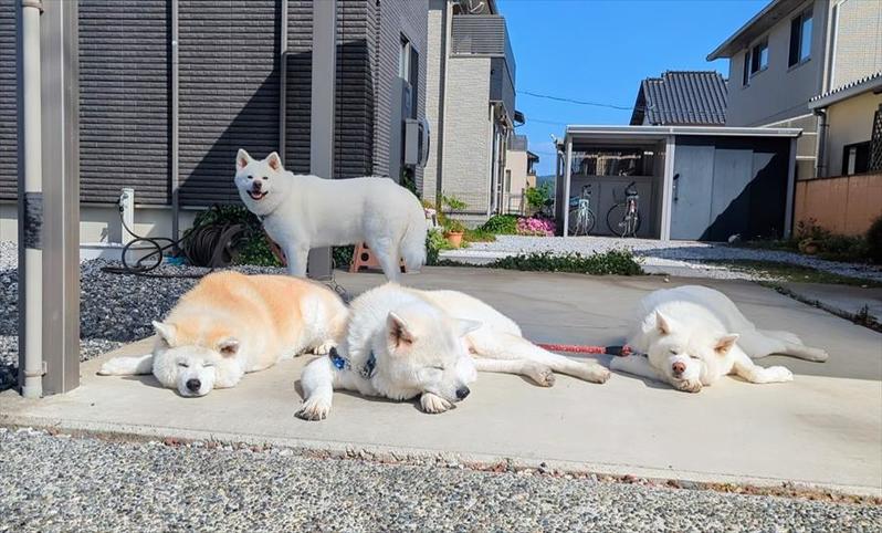 秋田犬が溶ける季節がやってきた！「春のお昼寝いいですねぇ」「みんな溶けててかわいい」