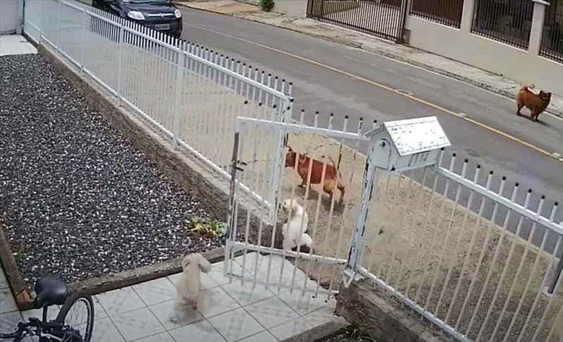 なんて頼もしい門番！家に侵入してこようとした犬を、2匹の犬がフェンス越しに執拗に追いかけ回して侵入を阻止！【海外・動画】