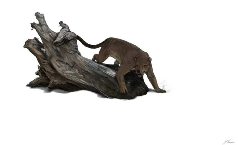 熊と犬のハイブリッド古代モンスター「ベアドッグ」の新種を発見！