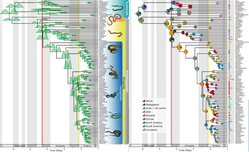 現代のヘビは6600万年前の大量絶滅後に多様化していた